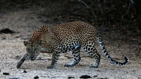 Injured Leopard Rescued By Wildlife Team In J&K’s Poonch