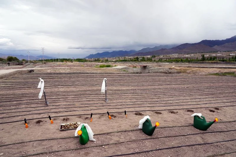 Ladakh Begins Development of India’s Highest Commercial Lilium Flower Field