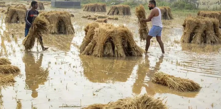 Heavy Rain in UP Damages Crops, Over 100 Houses; More Rain Likely