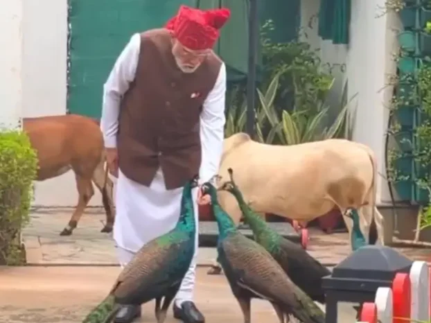 PM Modi Shares Video Of Feeding Cows, Peacocks Before Leaving For Red Fort