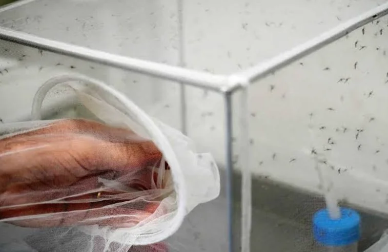 Rising Temperatures Help West Nile Virus Spread Further and Longer in Italy
