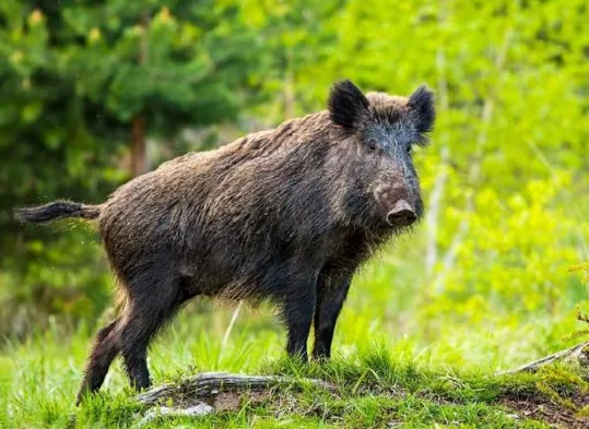 Genetic Study To Trace Origin, Spread Of Resurging Wild Boars In Kashmir